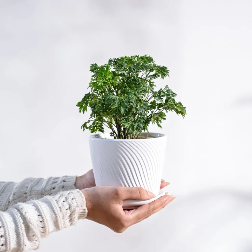 Aralia Golden Plant