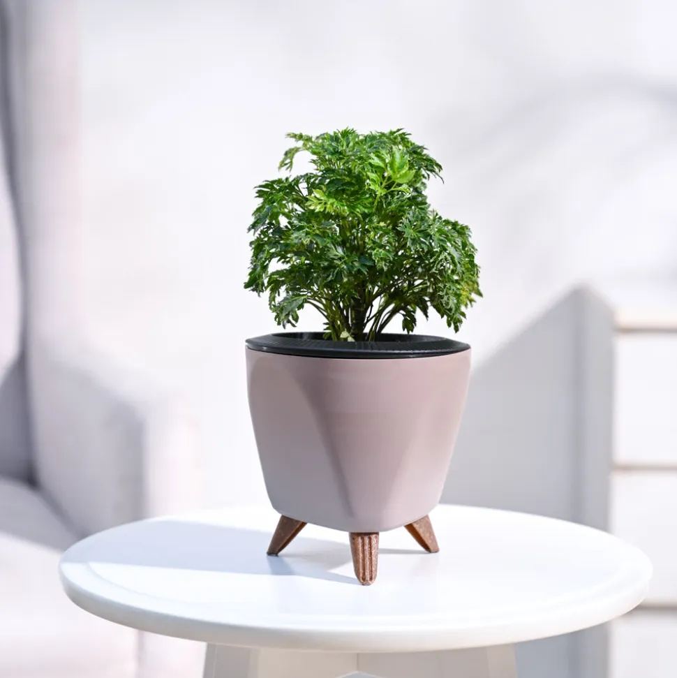 Aralia Golden Plant