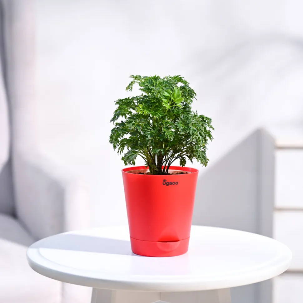 Aralia Golden Plant