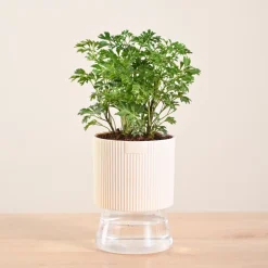 Aralia Golden Plant