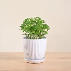 Aralia Golden Plant