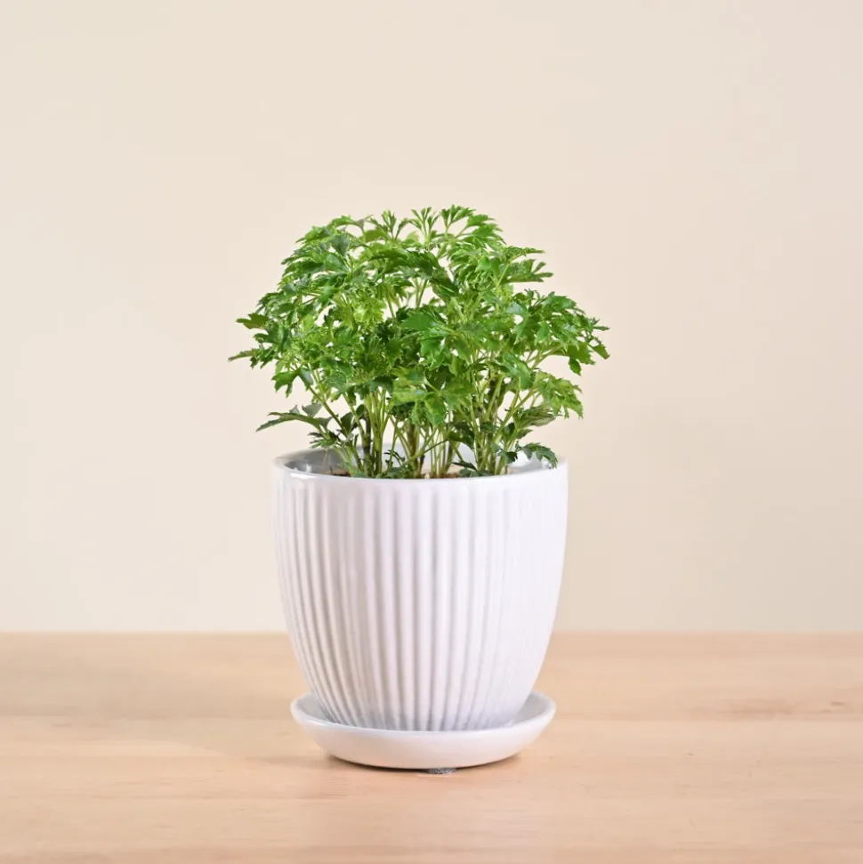 Aralia Golden Plant