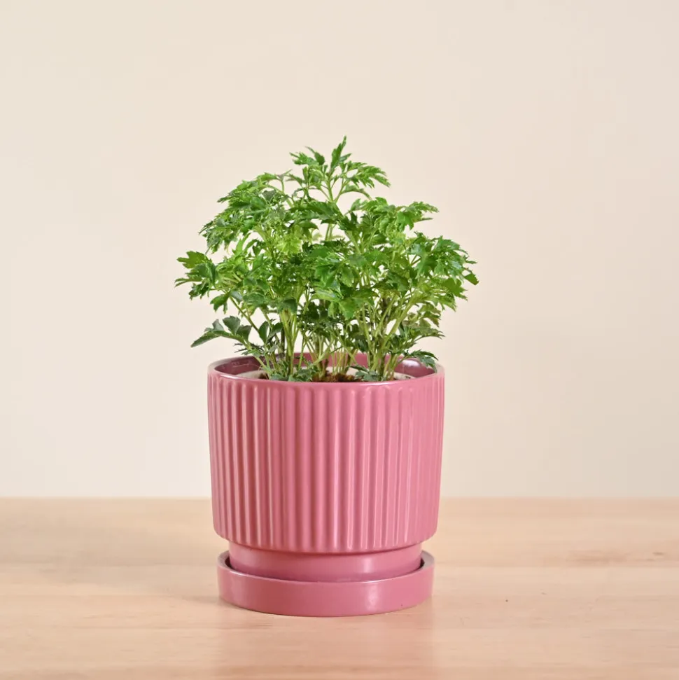Aralia Golden Plant