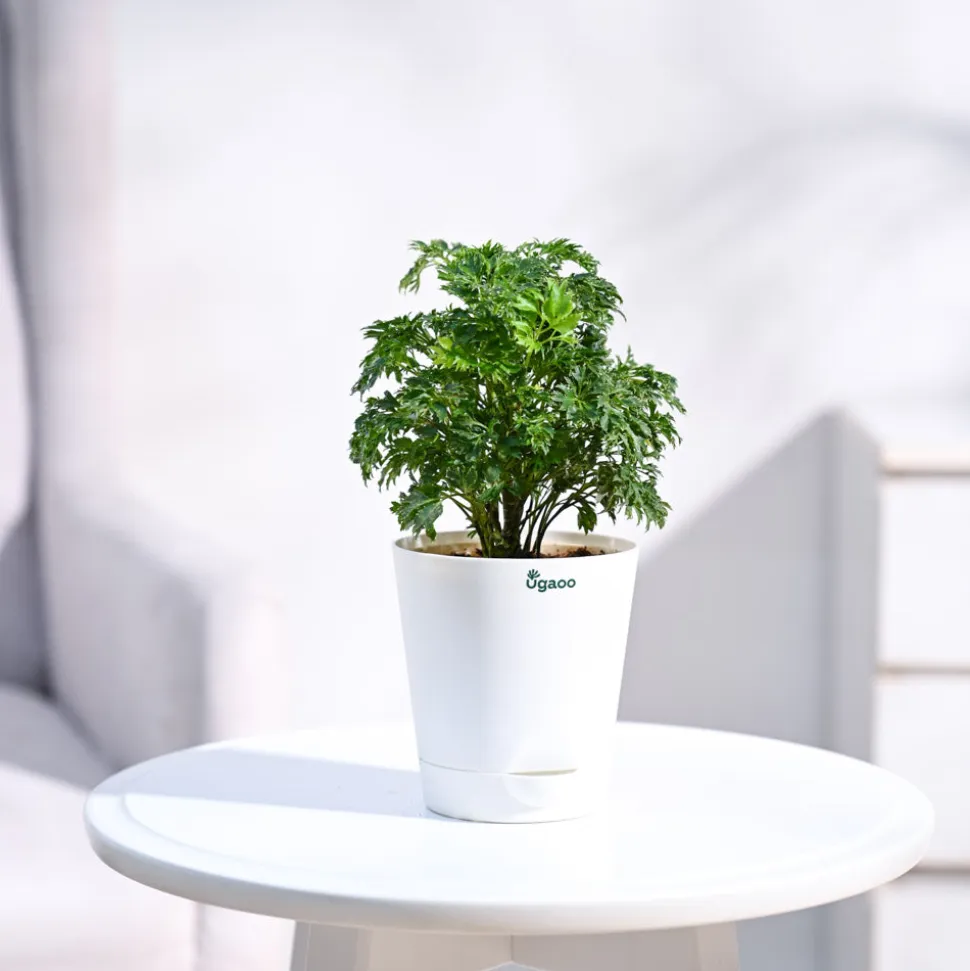 Aralia Golden Plant