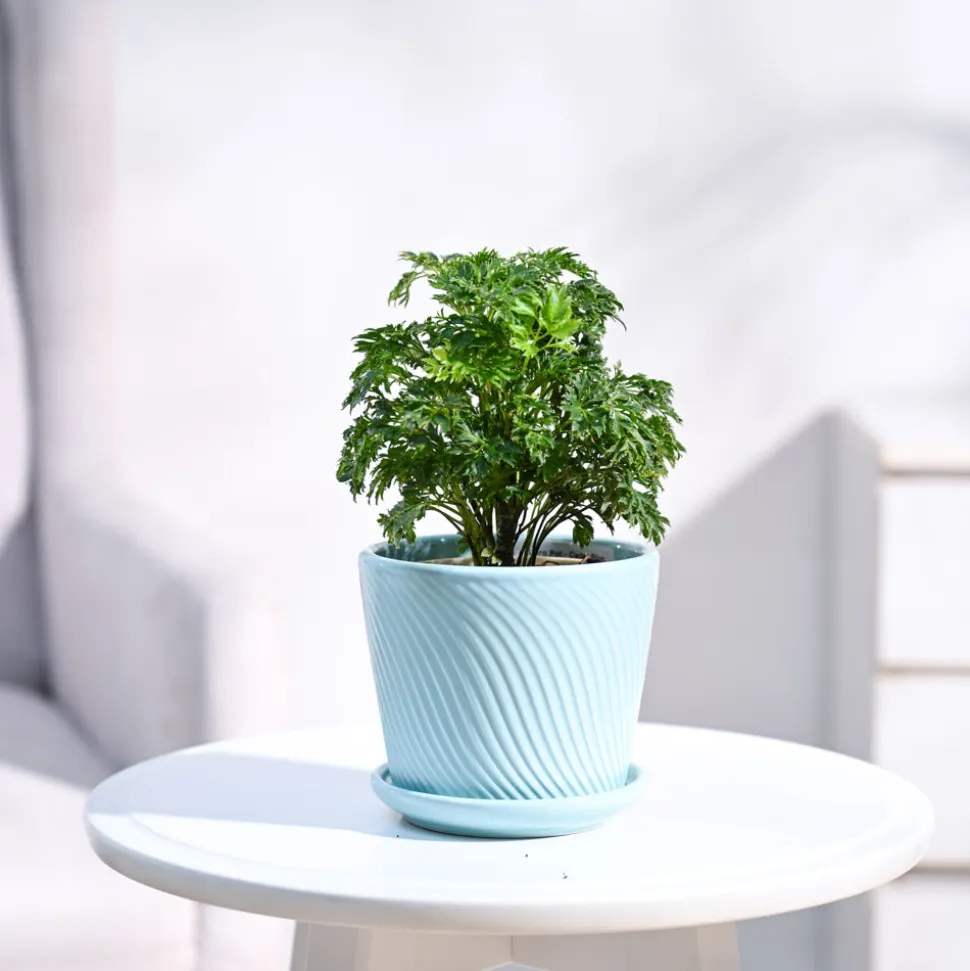 Aralia Golden Plant