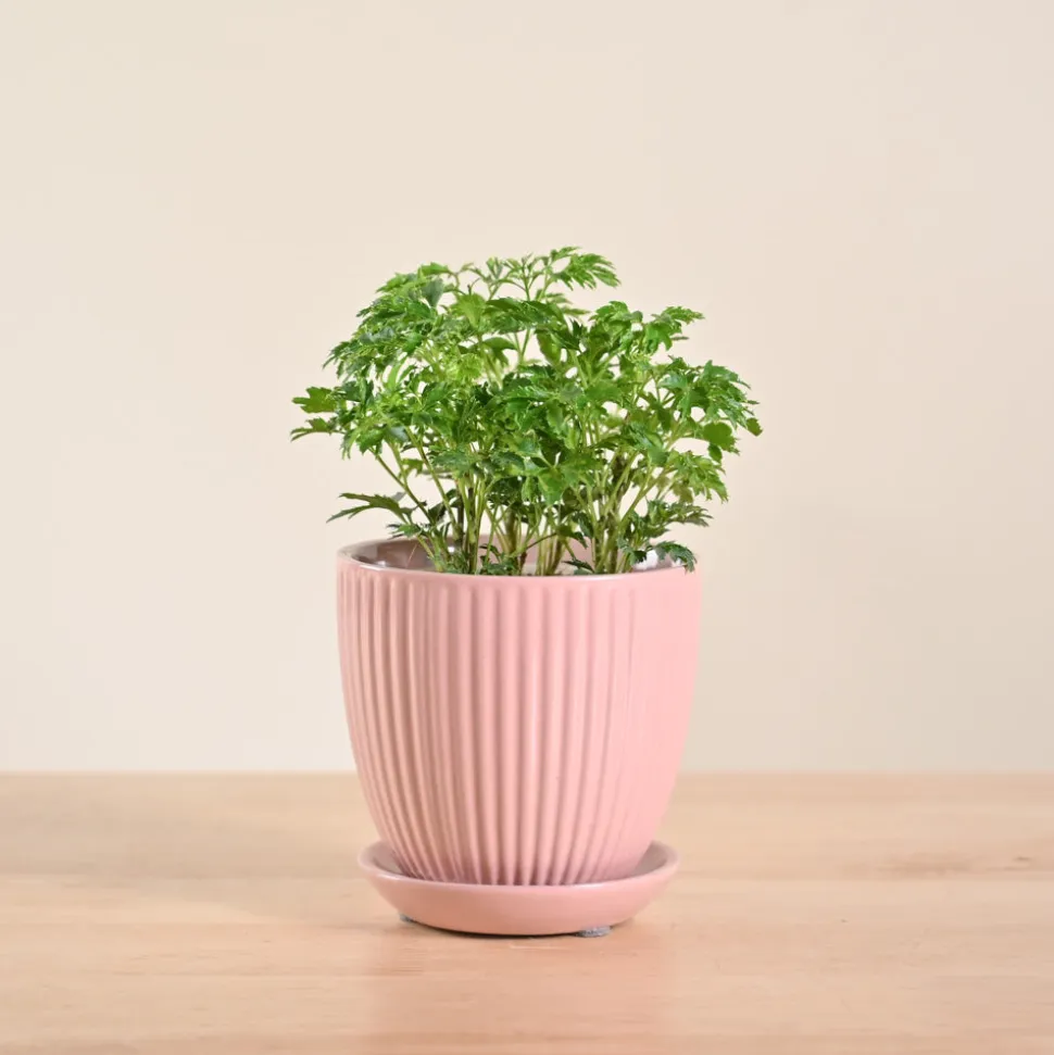 Aralia Golden Plant