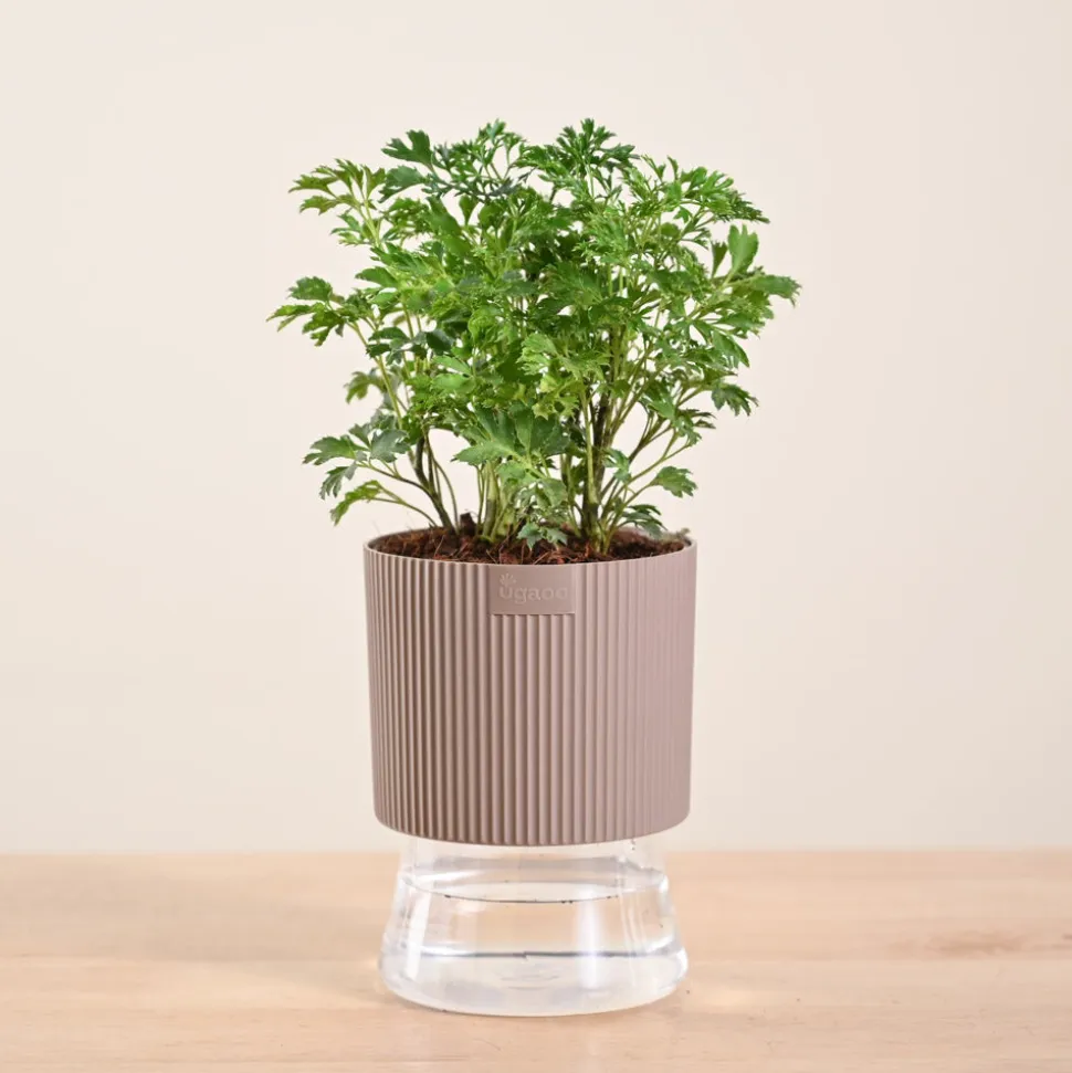 Aralia Golden Plant