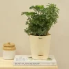 Aralia Golden Variegated White and Variegated White Mini Plant Bouquet