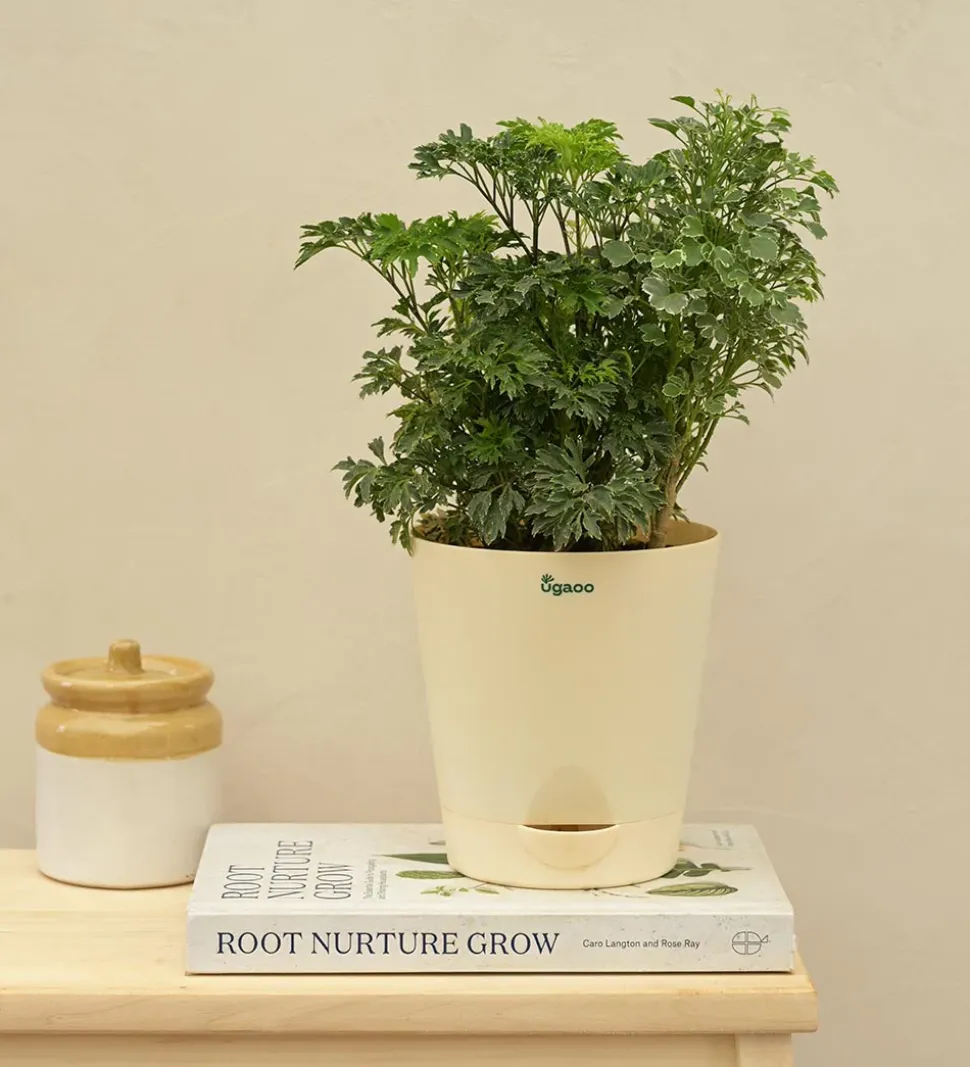 Aralia Golden Variegated White and Variegated White Mini Plant Bouquet