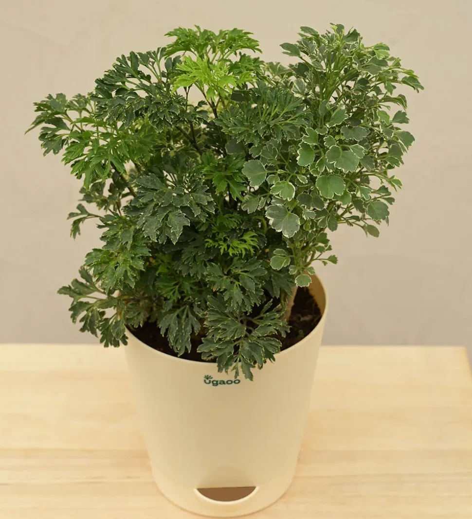 Aralia Golden Variegated White and Variegated White Mini Plant Bouquet