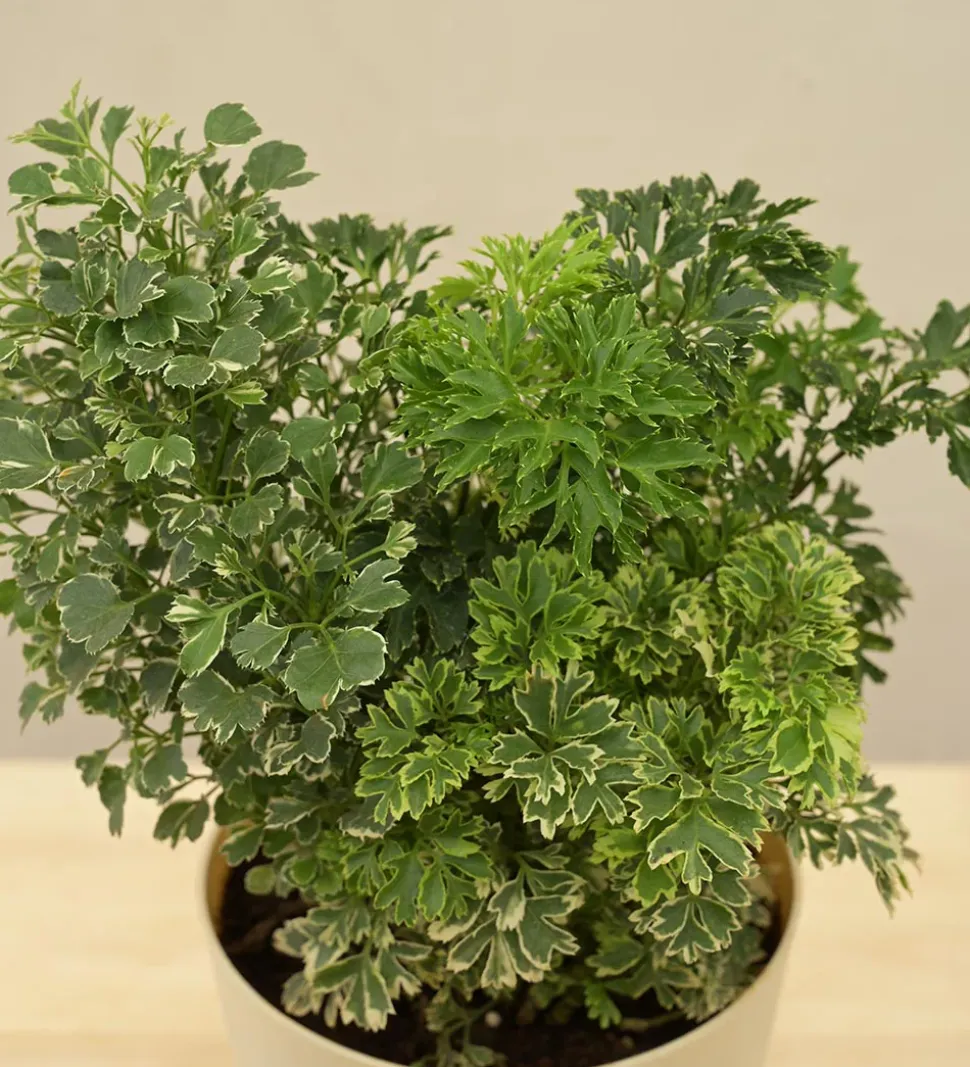 Aralia Golden Variegated White and Variegated White Mini Plant Bouquet