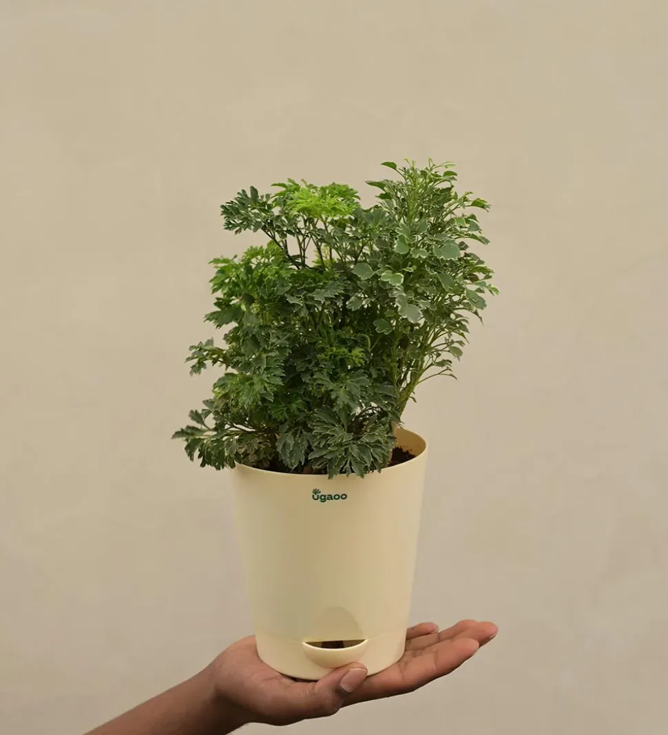 Aralia Golden Variegated White and Variegated White Mini Plant Bouquet