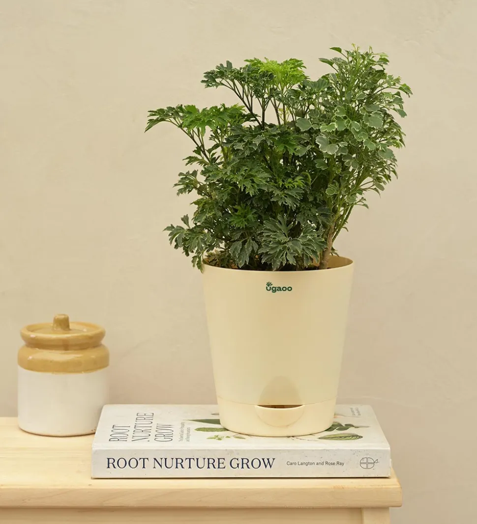 Aralia Golden Variegated White and Variegated White Mini Plant Bouquet