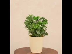 Aralia Golden Variegated White and Variegated White Mini Plant Bouquet