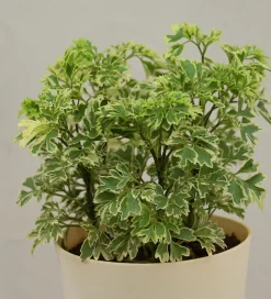Aralia Variegated Mini Plant
