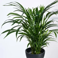 Areca Palm Plant