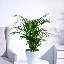 Areca Palm Plant