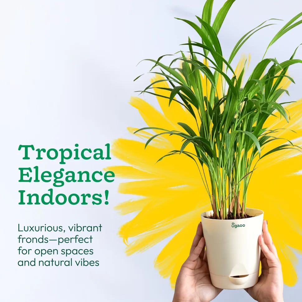 Areca Palm Plant