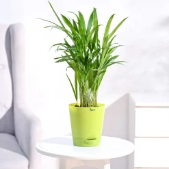 Areca Palm Plant