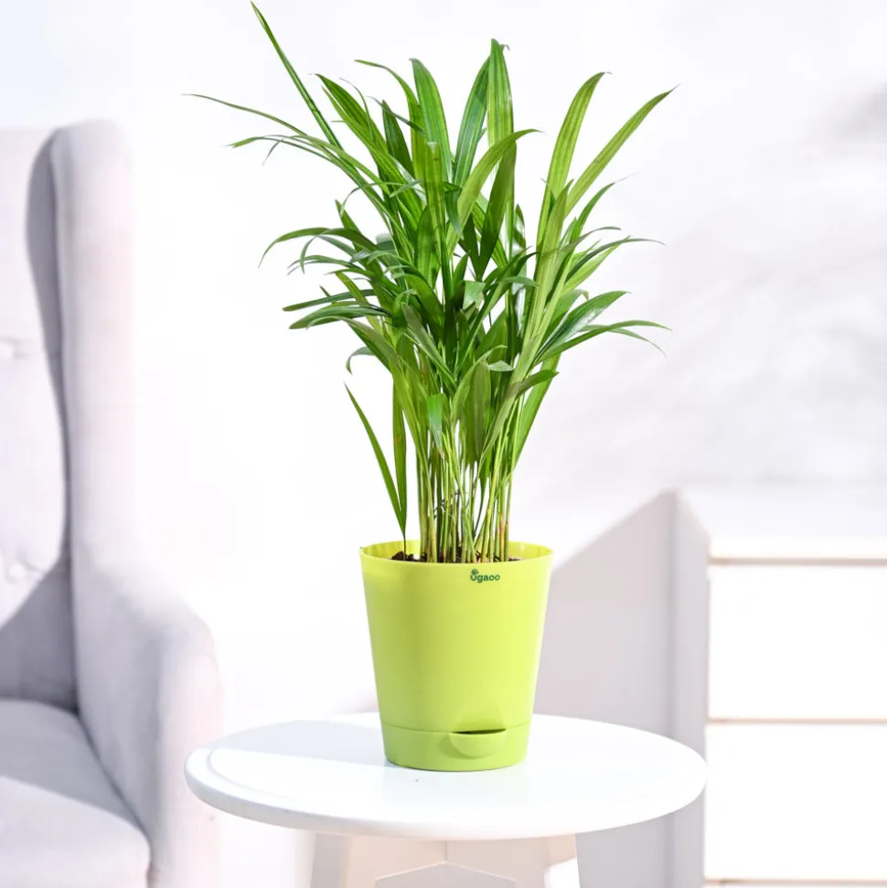 Areca Palm Plant