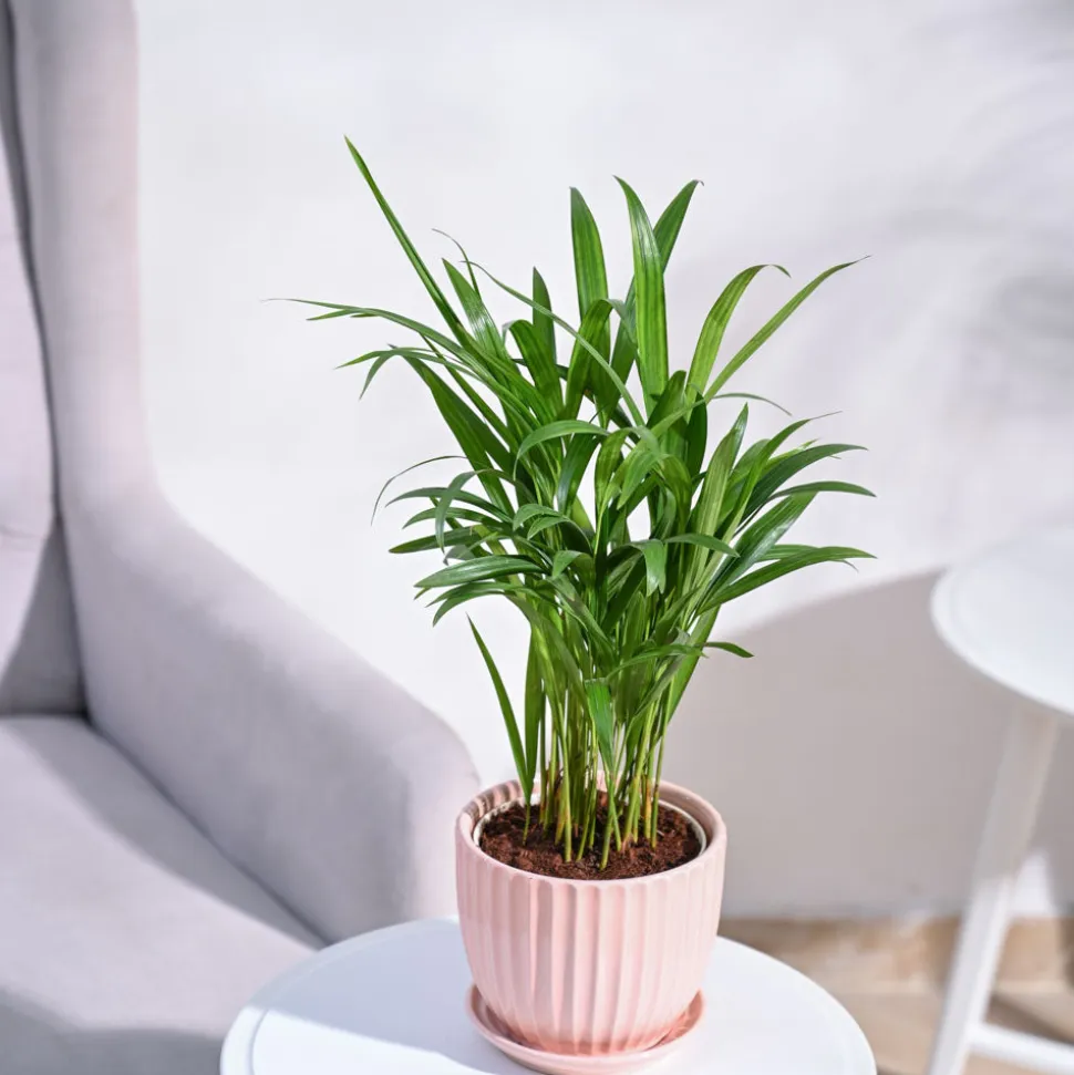 Areca Palm Plant