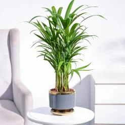 Areca Palm Plant