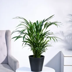 Areca Palm Plant