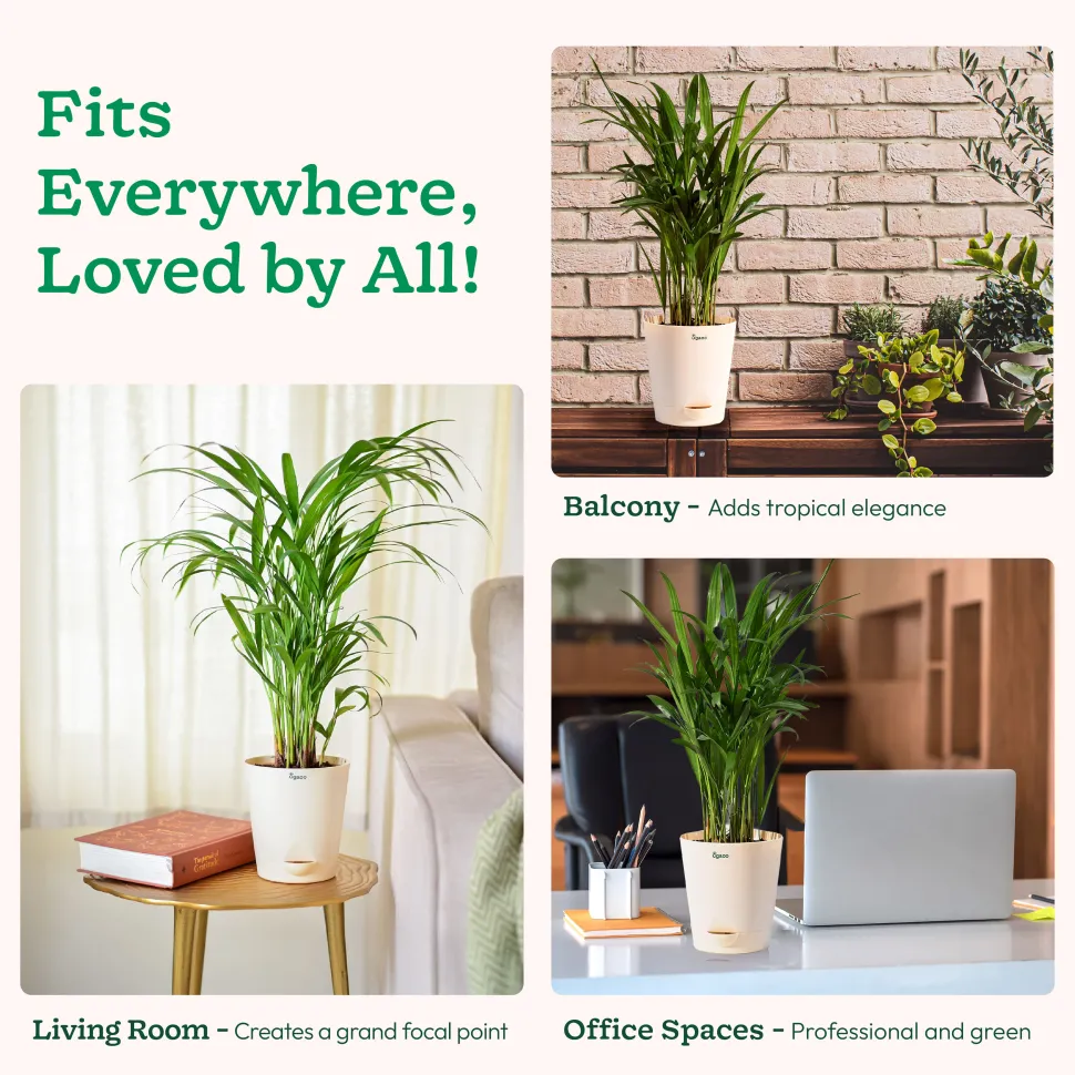 Areca Palm Plant