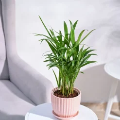 Areca Palm Plant