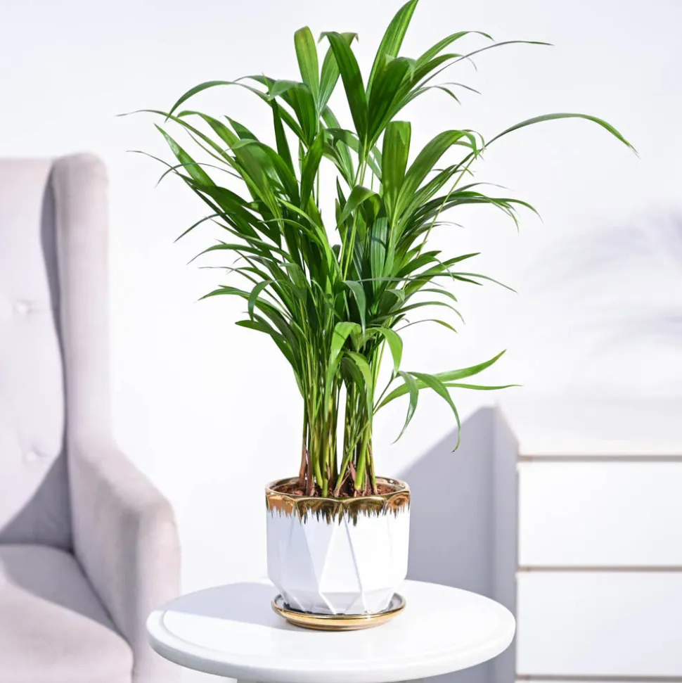 Areca Palm Plant