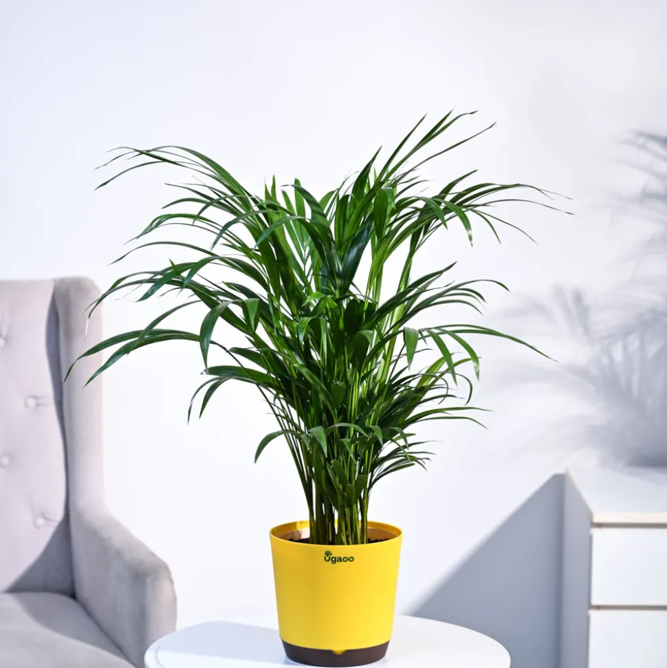 Areca Palm Plant