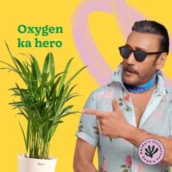 Areca Palm Plant