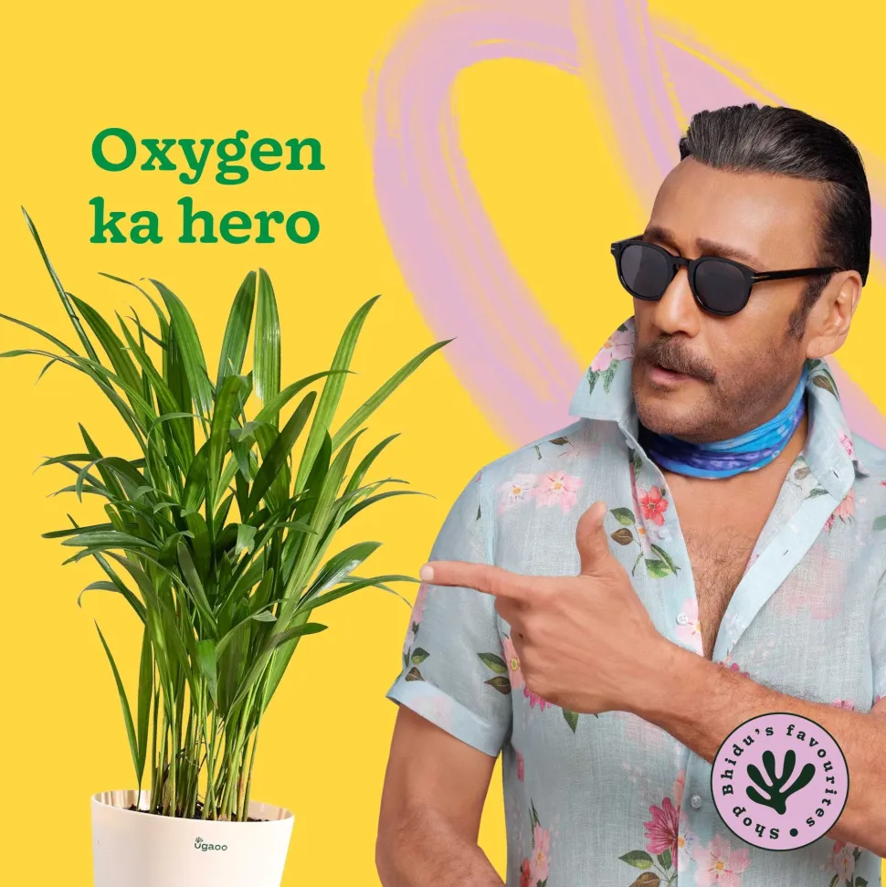 Areca Palm Plant