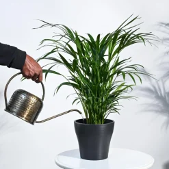 Areca Palm Plant
