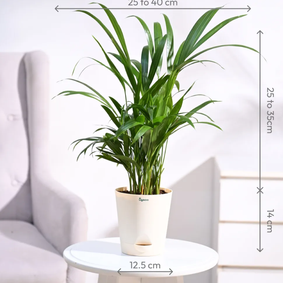 Areca Palm Plant