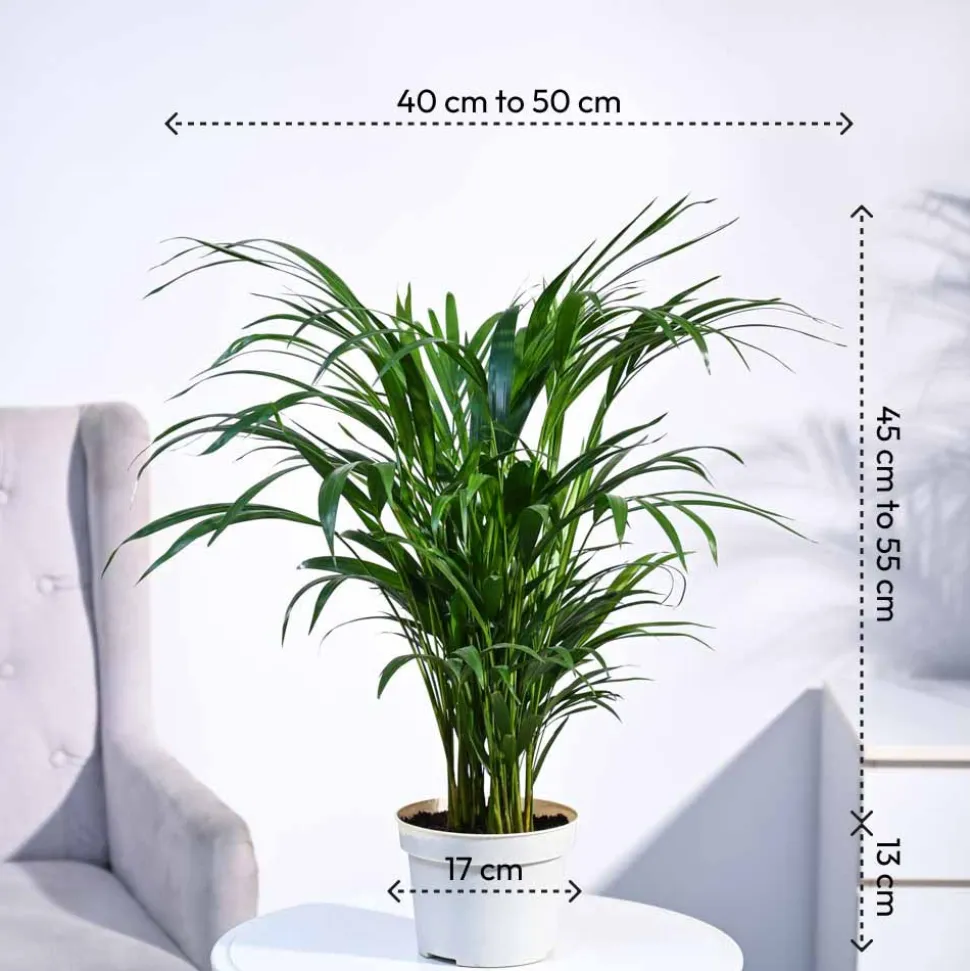 Areca Palm Plant