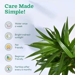 Areca Palm Plant