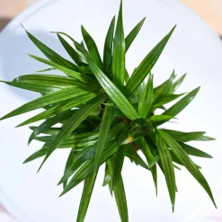 Areca Palm Plant