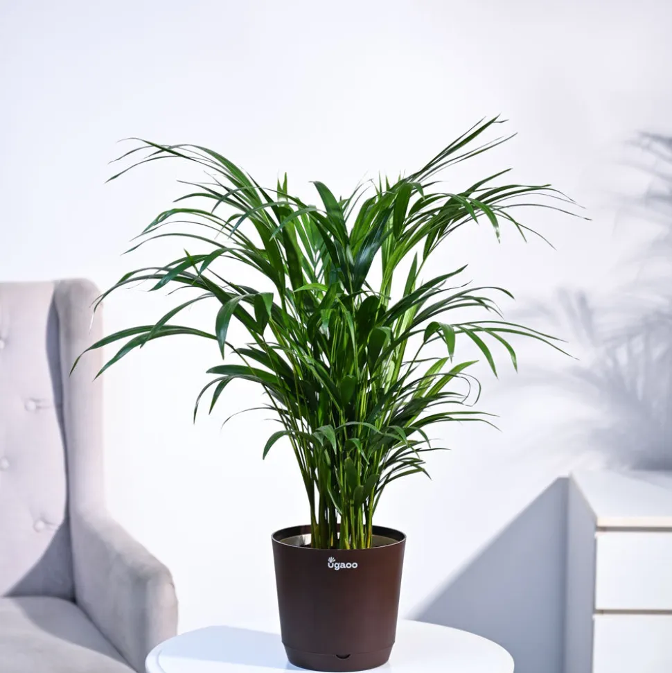Areca Palm Plant