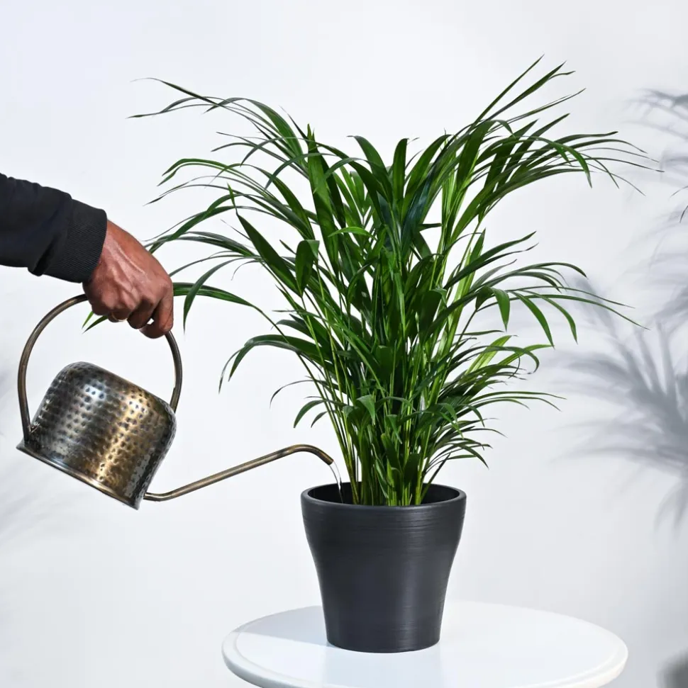 Areca Palm Plant
