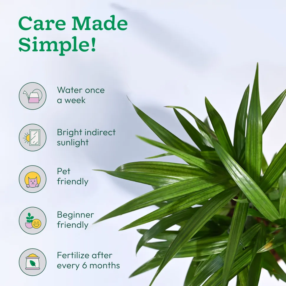 Areca Palm Plant