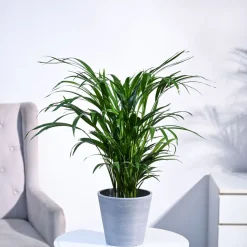 Areca Palm Plant