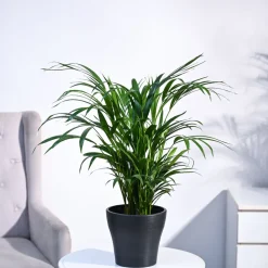 Areca Palm Plant