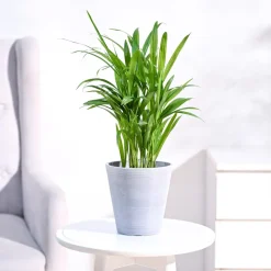 Areca Palm Plant