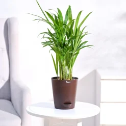 Areca Palm Plant