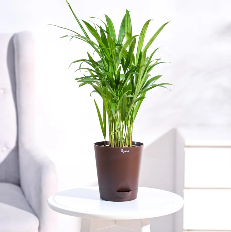 Areca Palm Plant