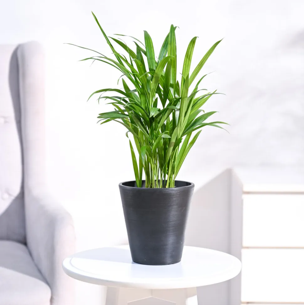 Areca Palm Plant