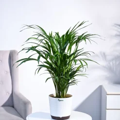Areca Palm Plant
