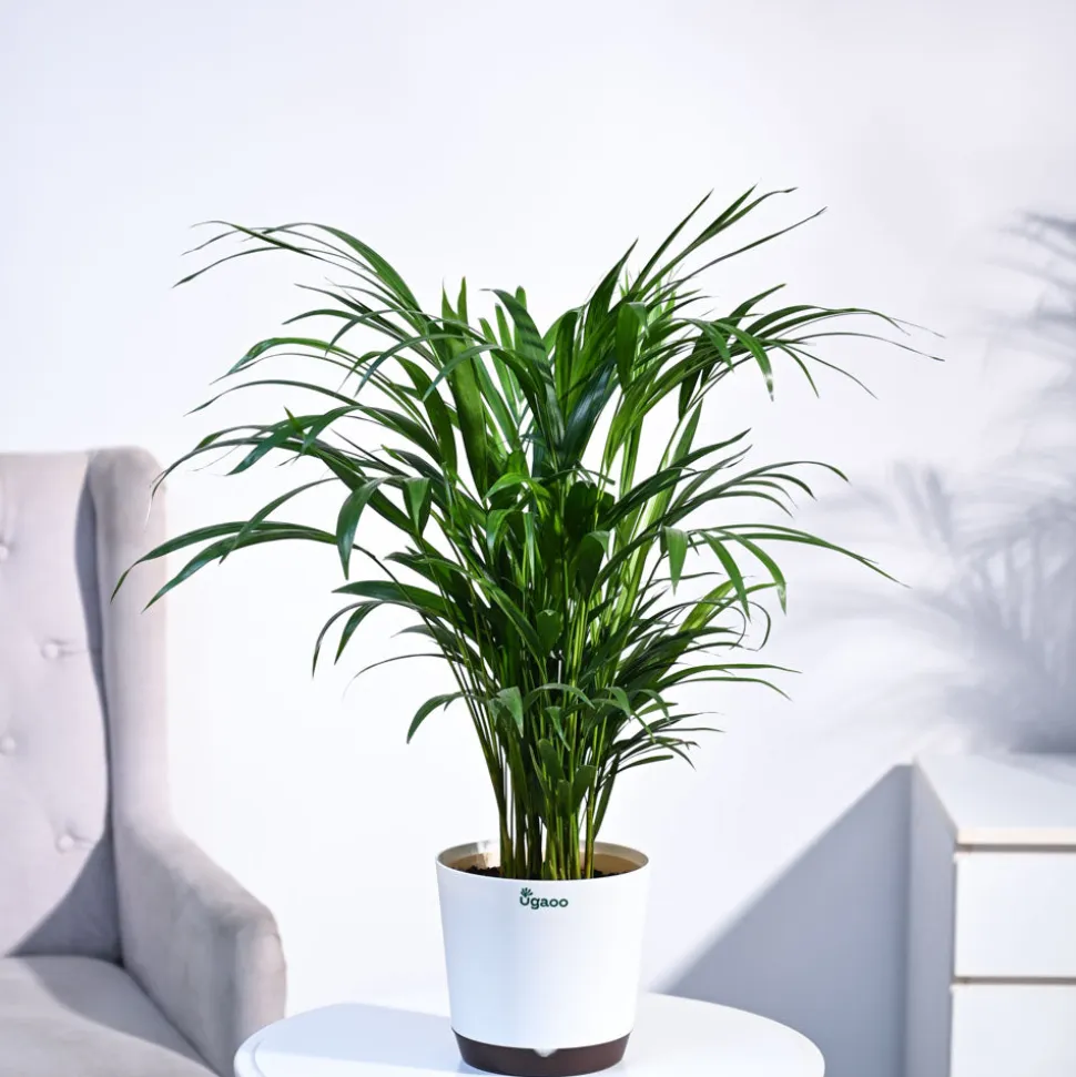 Areca Palm Plant