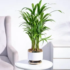 Areca Palm Plant